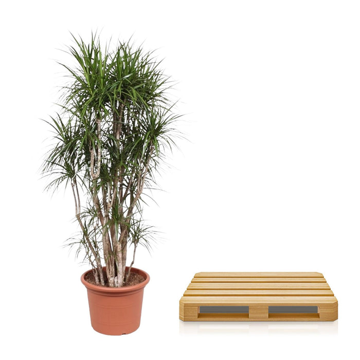 Dracaena Marginata vertakt - ↕210cm - Ø50cm - Drakenplant