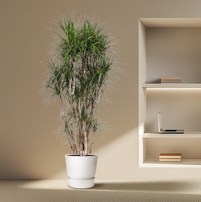 Dracaena Marginata vertakt - ↕210cm - Ø50cm - Drakenplant