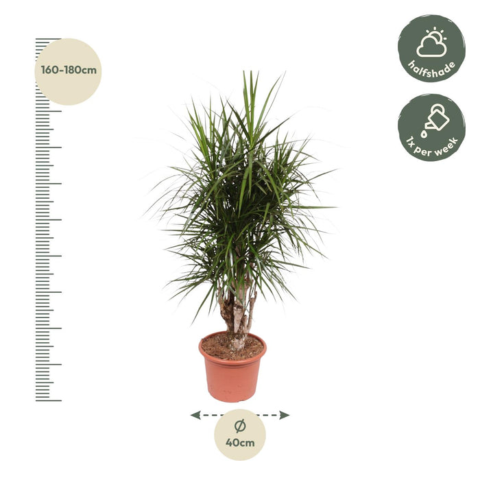 Dracaena Marginata vertakt - ↕170cm - Ø40cm - Drakenplant
