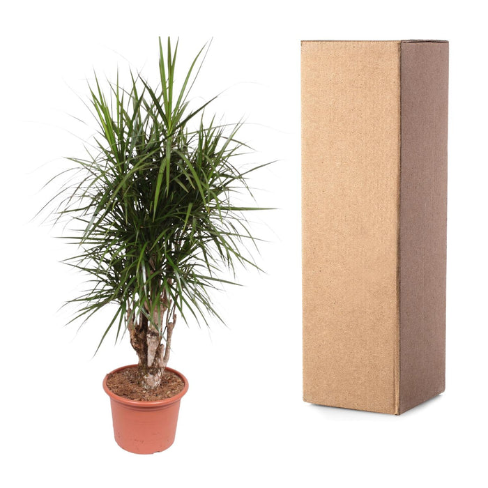 Dracaena Marginata vertakt - ↕170cm - Ø40cm - Drakenplant