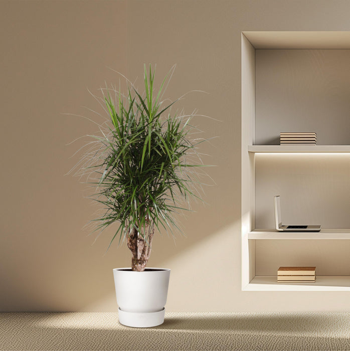 Dracaena Marginata vertakt - ↕170cm - Ø40cm - Drakenplant