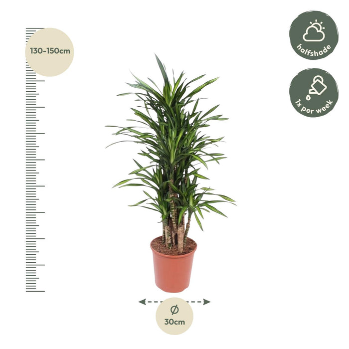 Dracaena Riki - ↕140cm - Ø30cm