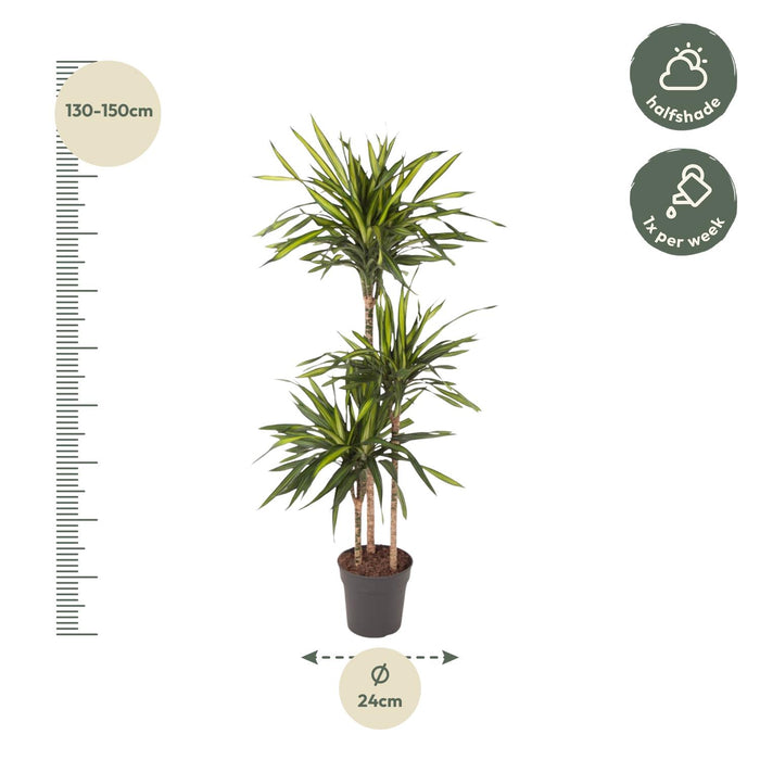 Dracaena Riki - ↕140cm - Ø24cm
