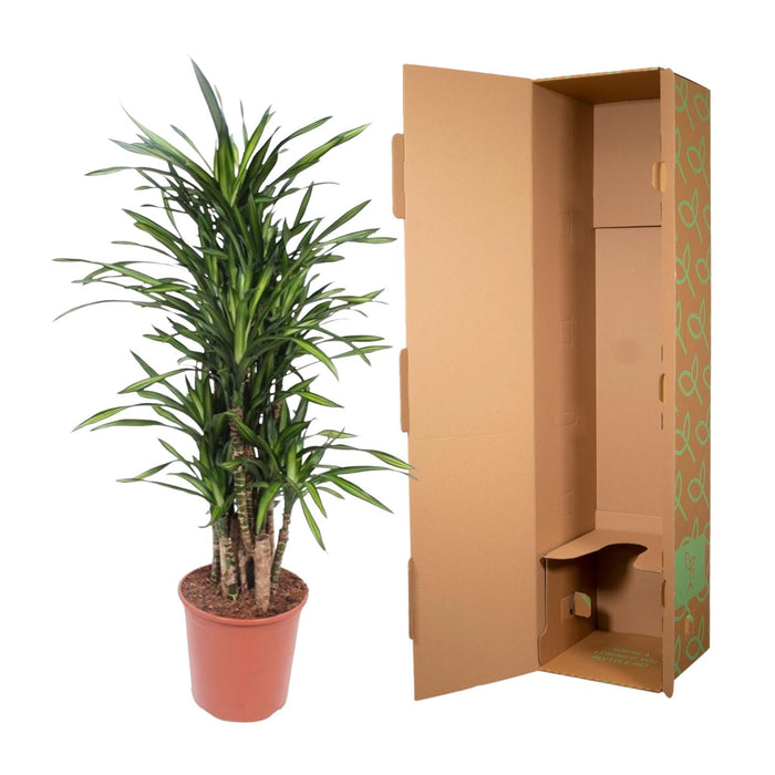 Dracaena Riki - ↕140cm - Ø30cm