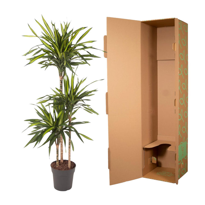 Dracaena Riki - ↕140cm - Ø24cm