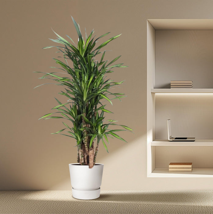 Dracaena Riki - ↕140cm - Ø30cm