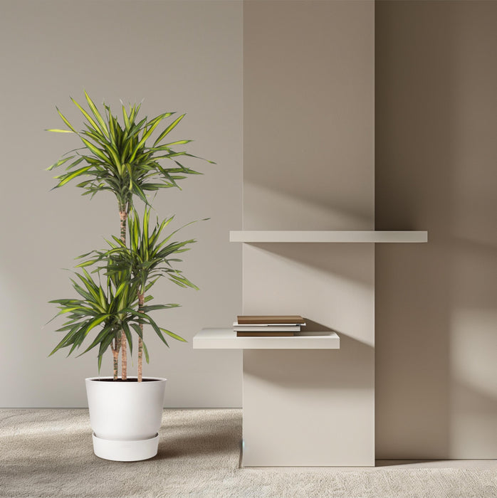 Dracaena Riki - ↕140cm - Ø24cm