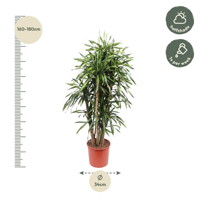 Dracaena Riki - ↕170cm - Ø34cm