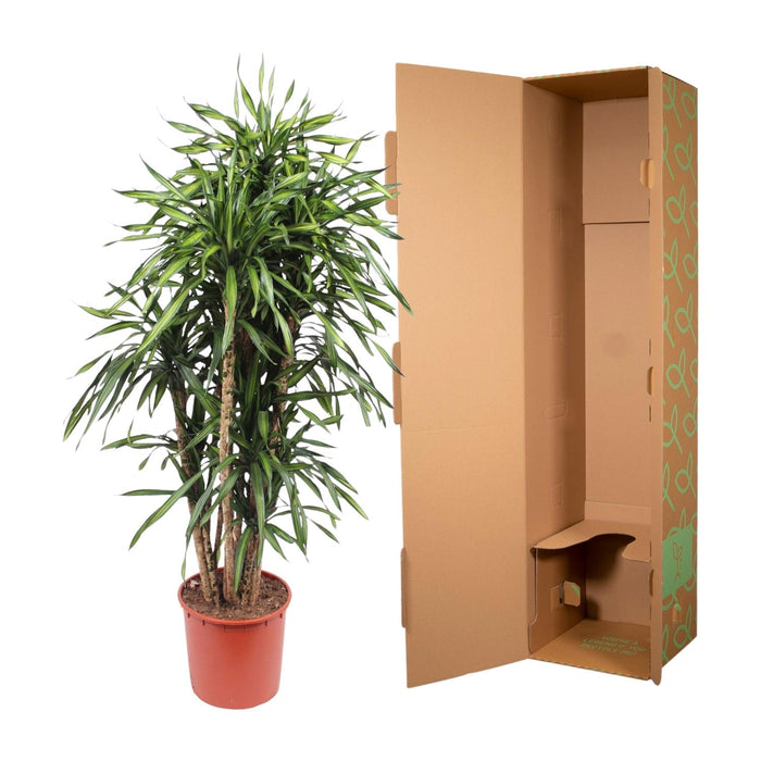Dracaena Riki - ↕170cm - Ø34cm