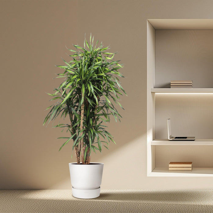 Dracaena Riki - ↕170cm - Ø34cm