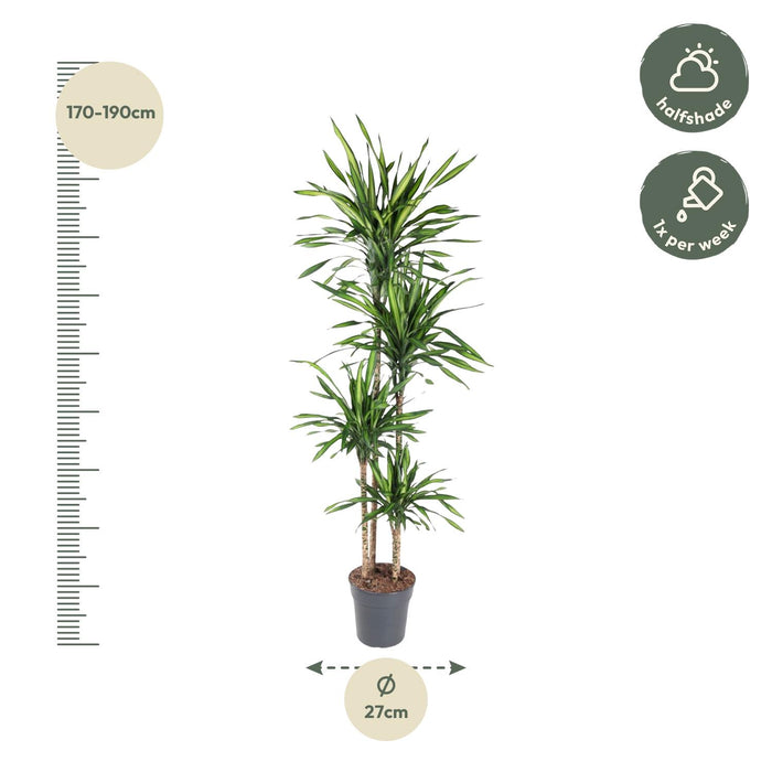 Dracaena Riki - ↕180cm - Ø27cm