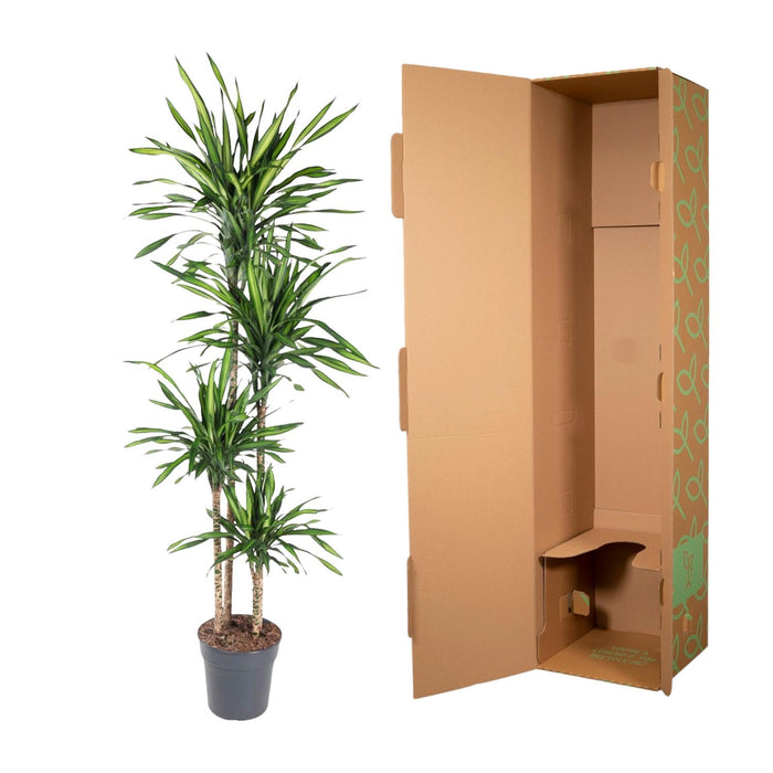 Dracaena Riki - ↕180cm - Ø27cm