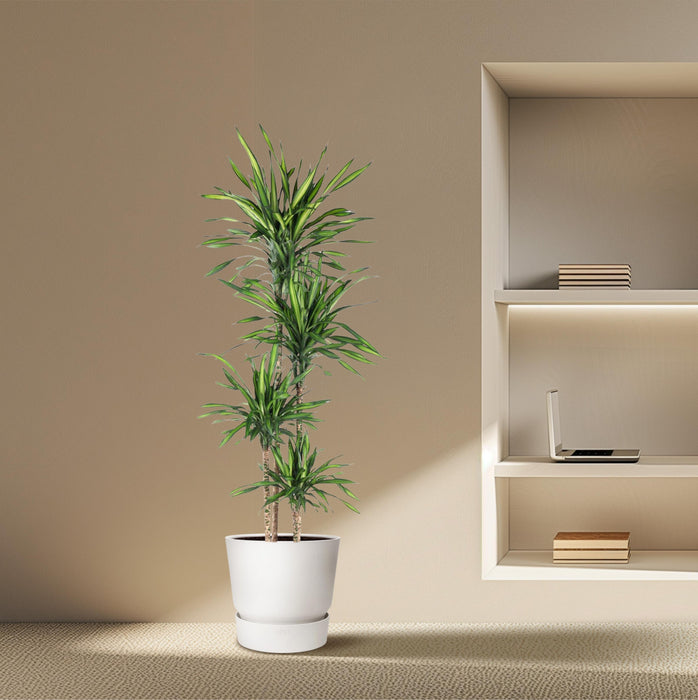 Dracaena Riki - ↕180cm - Ø27cm
