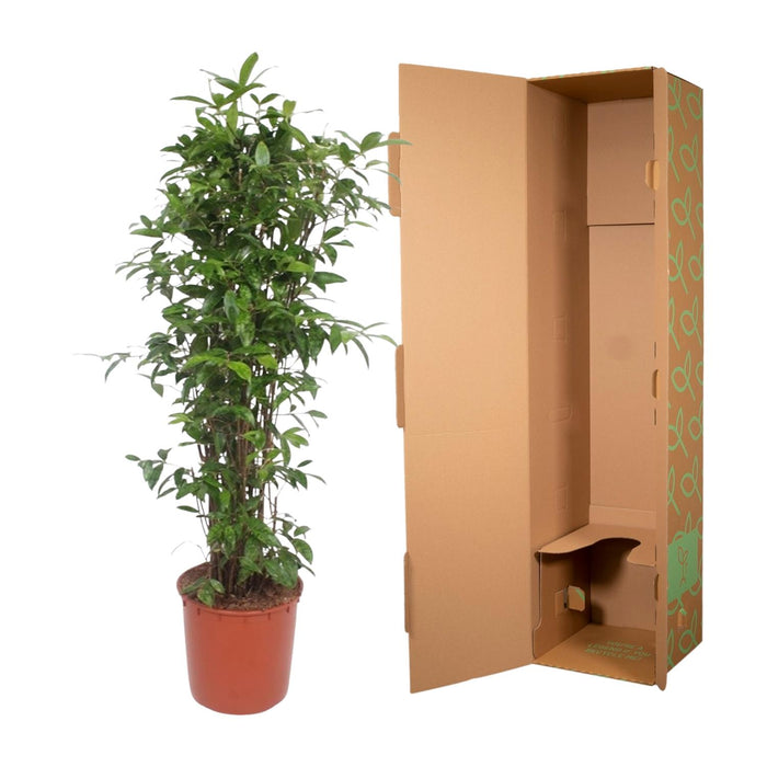 Dracaena Surculosa - ↕150cm - Ø34cm