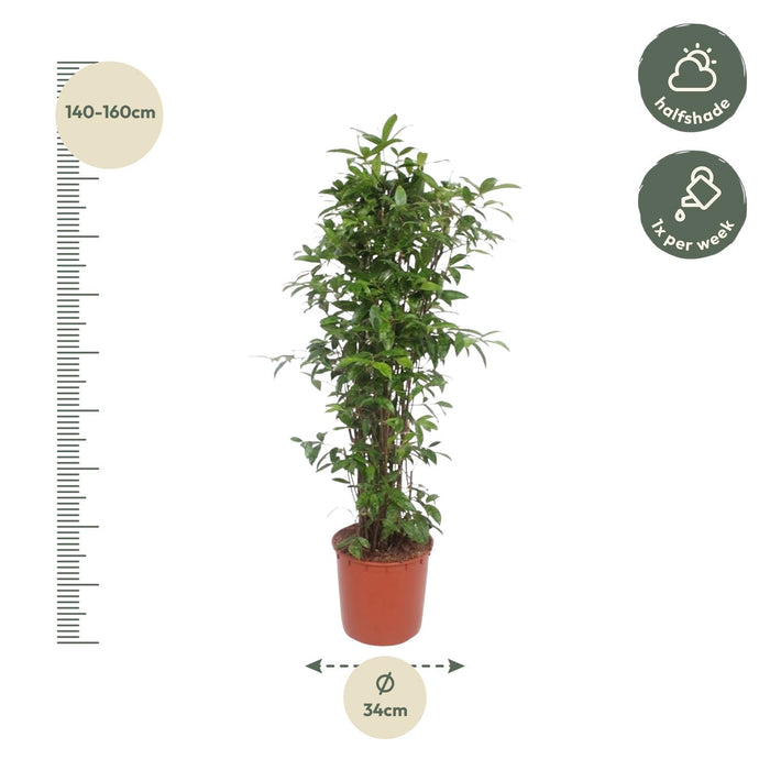 Dracaena Surculosa - ↕150cm - Ø34cm