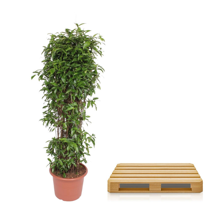 Dracaena Surculosa - ↕180cm - Ø45cm