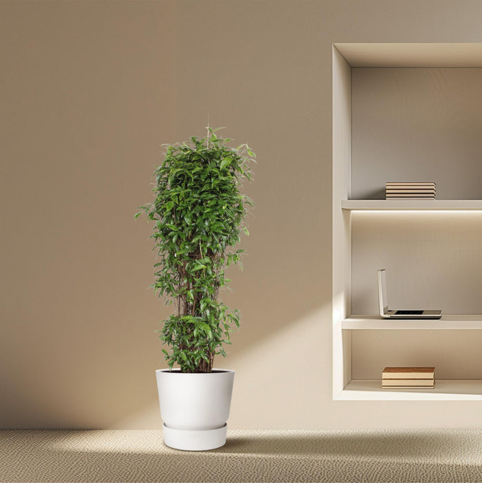 Dracaena Surculosa - ↕180cm - Ø45cm