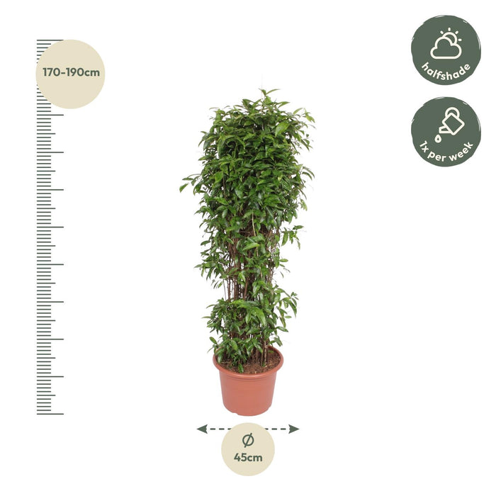 Dracaena Surculosa - ↕180cm - Ø45cm