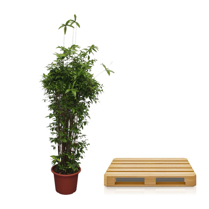 Dracaena Surculosa - ↕260cm - Ø55cm