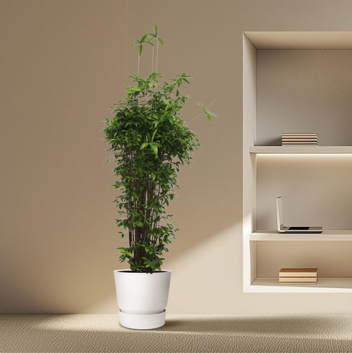 Dracaena Surculosa - ↕260cm - Ø55cm