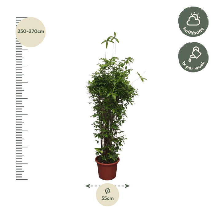 Dracaena Surculosa - ↕260cm - Ø55cm