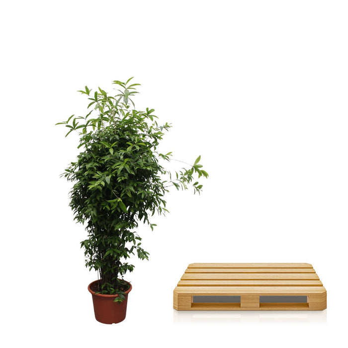 Dracaena Surculosa - ↕300cm - Ø60cm