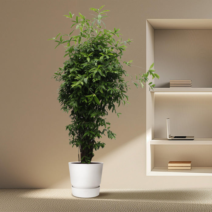 Dracaena Surculosa - ↕300cm - Ø60cm