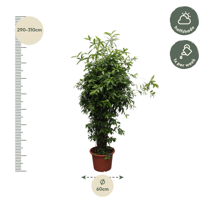 Dracaena Surculosa - ↕300cm - Ø60cm