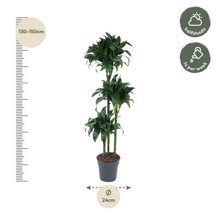 Dracaena Tatuade - ↕140cm - Ø24cm
