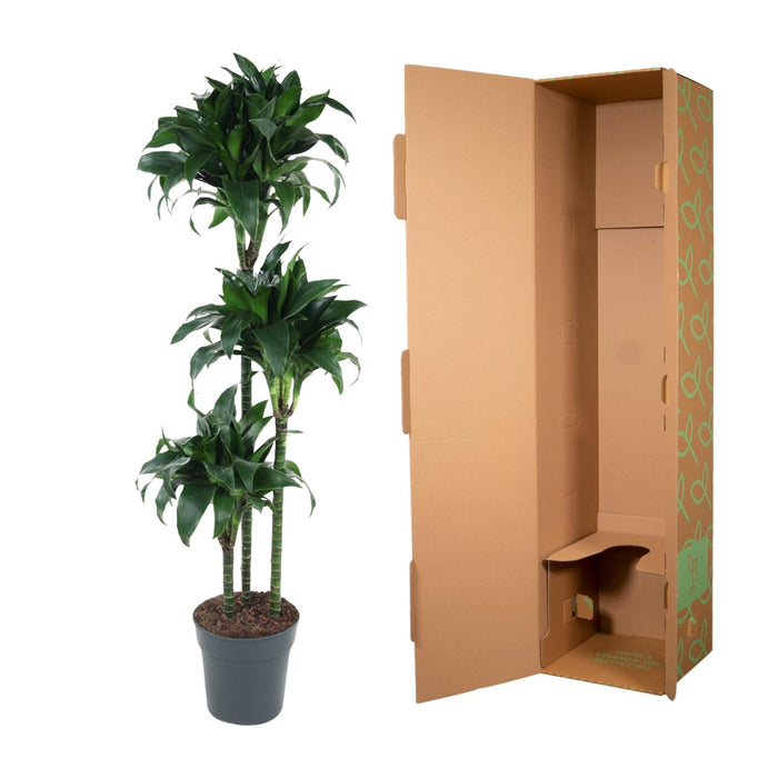 Dracaena Tatuade - ↕140cm - Ø24cm