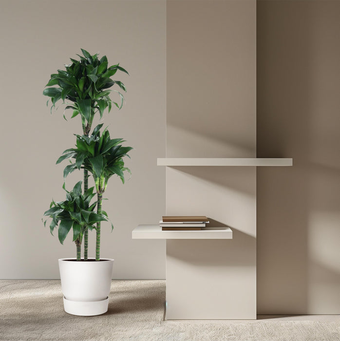 Dracaena Tatuade - ↕140cm - Ø24cm