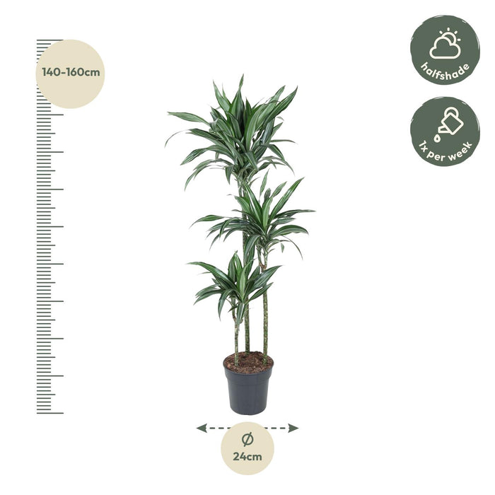 Dracaena Ulises - ↕150cm - Ø24cm