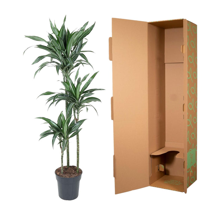 Dracaena Ulises - ↕150cm - Ø24cm