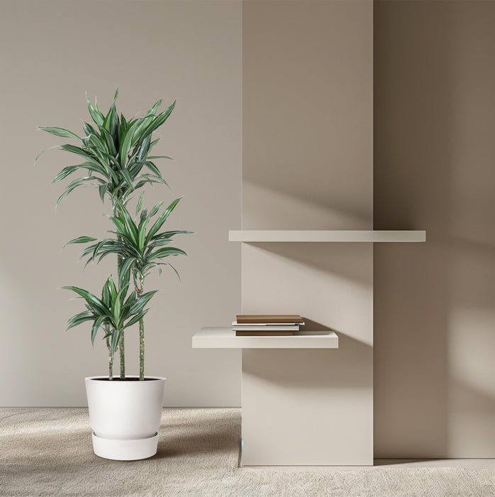 Dracaena Ulises - ↕150cm - Ø24cm
