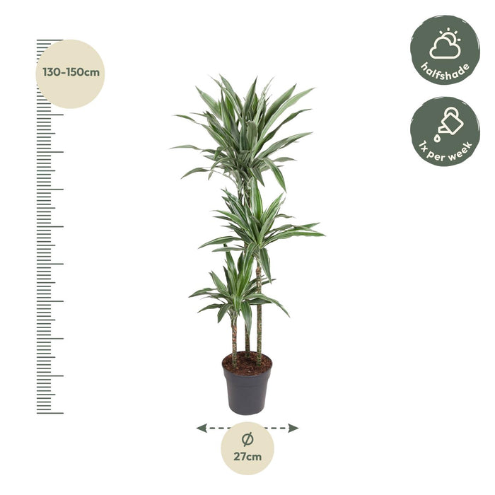 Dracaena Warneckei - ↕140cm - Ø27cm