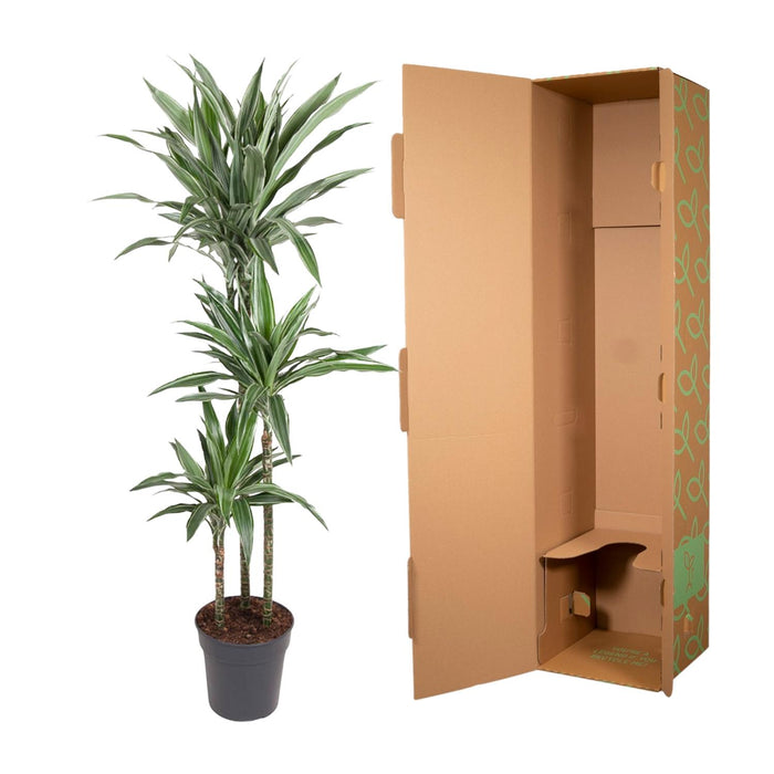Dracaena Warneckei - ↕140cm - Ø27cm