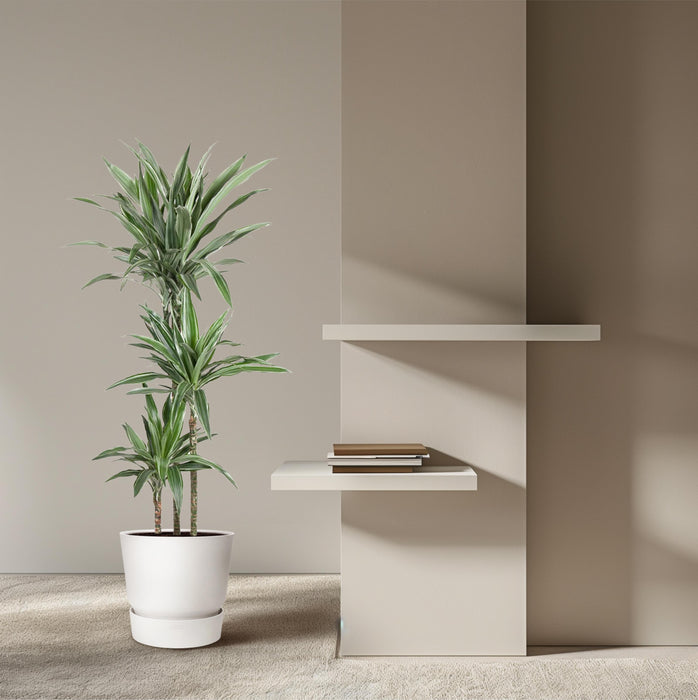 Dracaena Warneckei - ↕140cm - Ø27cm