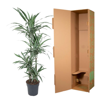 Dracaena Warneckei - ↕150cm - Ø30cm