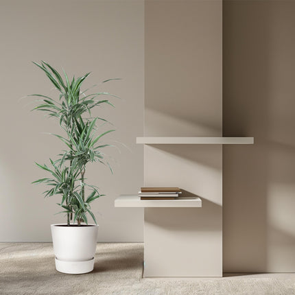 Dracaena Warneckei - ↕150cm - Ø30cm