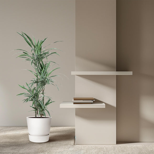 Dracaena Warneckei - ↕150cm - Ø30cm