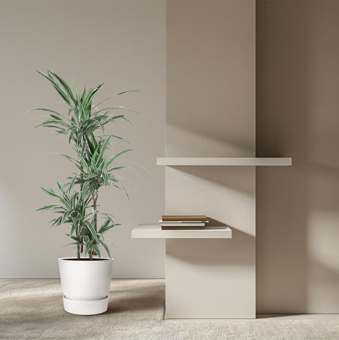 Dracaena Warneckei - ↕150cm - Ø24cm