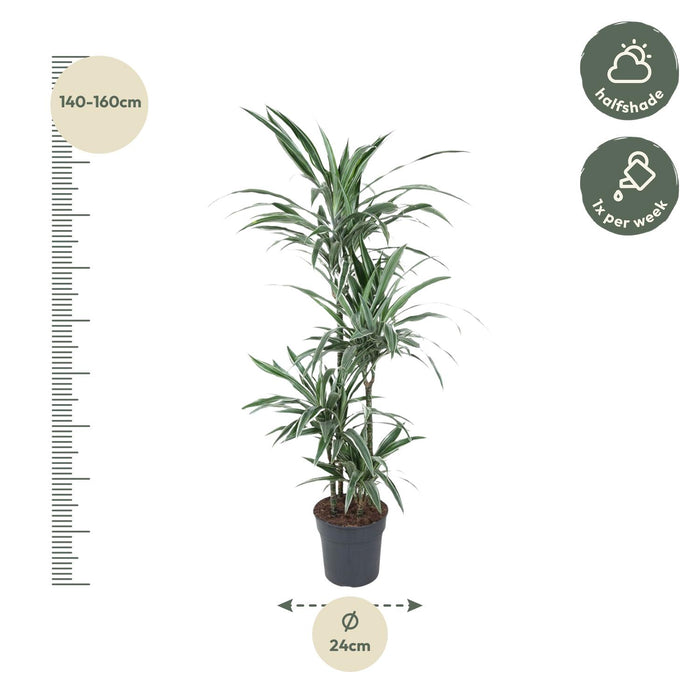 Dracaena Warneckei - ↕150cm - Ø24cm