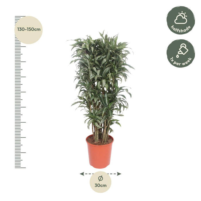 Dracaena Warneckei compacta - ↕140cm - Ø30cm
