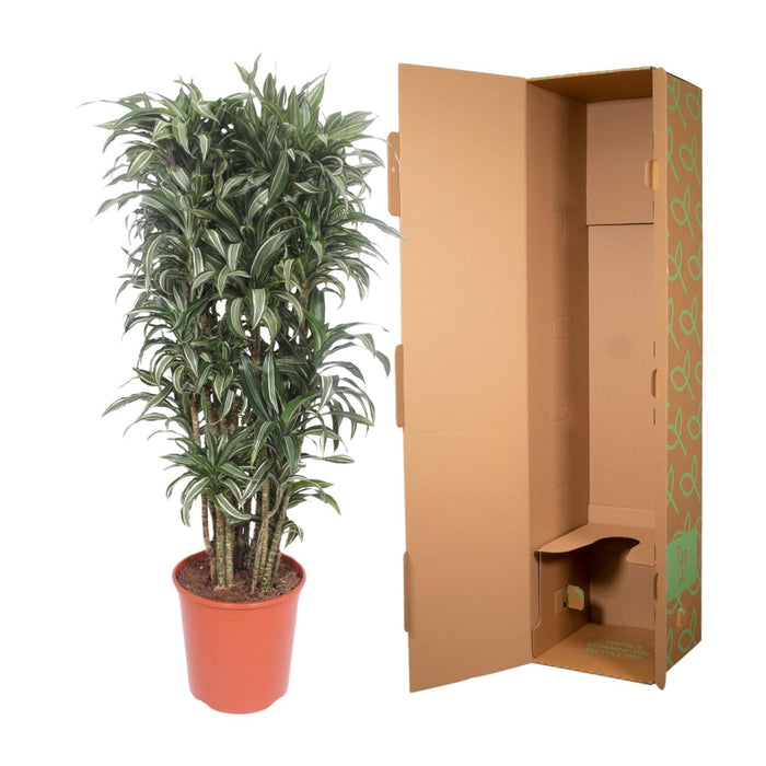 Dracaena Warneckei compacta - ↕140cm - Ø30cm
