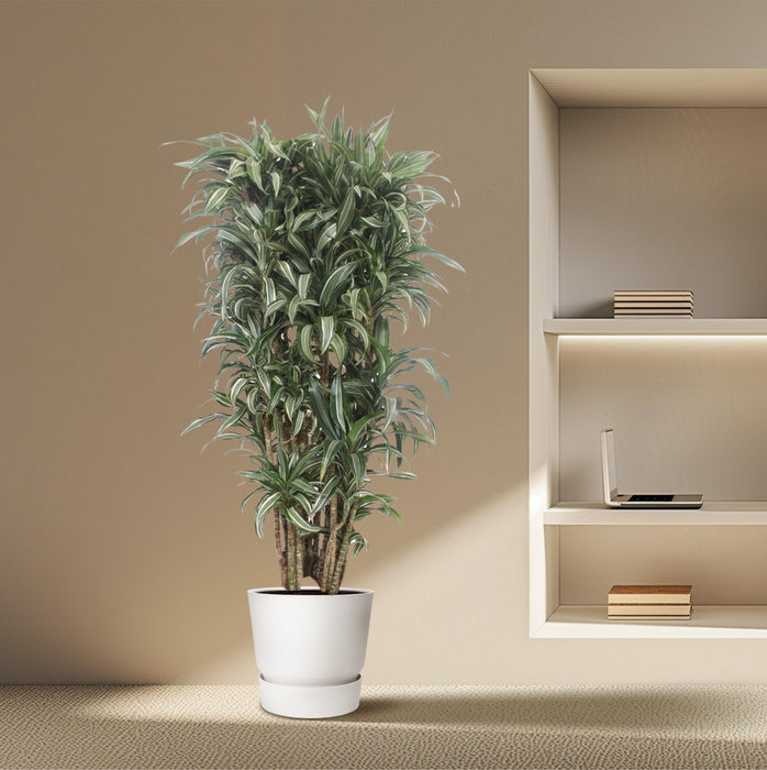 Dracaena Warneckei compacta - ↕140cm - Ø30cm