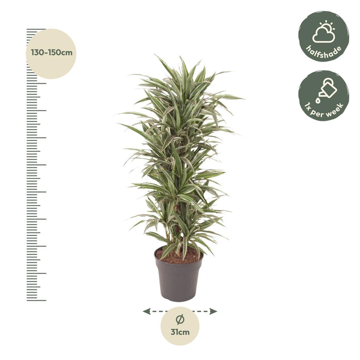 Dracaena Warneckei vertakt - ↕140cm - Ø31cm