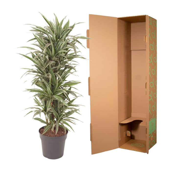 Dracaena Warneckei vertakt - ↕140cm - Ø31cm