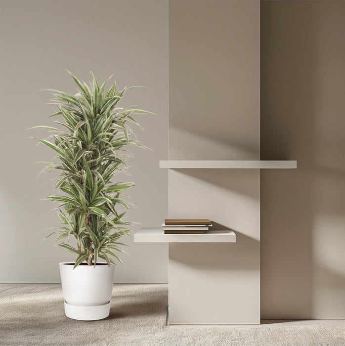 Dracaena Warneckei vertakt - ↕140cm - Ø31cm
