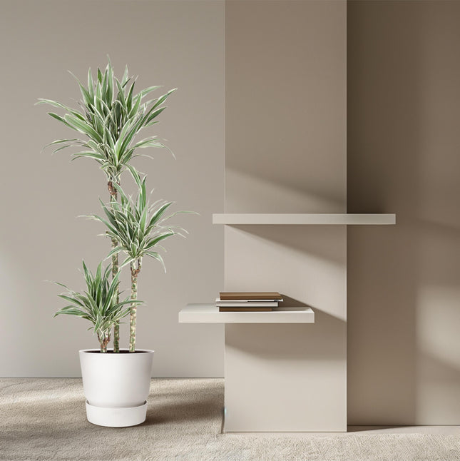 Dracaena Hvidstribet - ↕150cm - Ø24cm