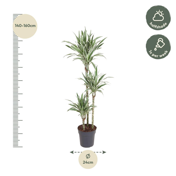 Dracaena White Stripe - ↕150cm - Ø24cm